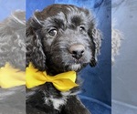 Small Photo #18 Golden Mountain Doodle  Puppy For Sale in AUBURNDALE, FL, USA