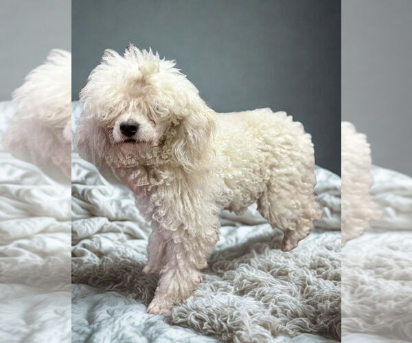 Medium Photo #3 Poodle (Miniature) Puppy For Sale in San Diego, CA, USA