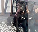 Small Photo #1 Cane Corso Puppy For Sale in STRATFORD, NY, USA