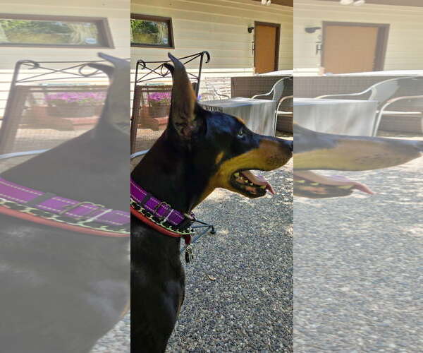 Medium Photo #5 Doberman Pinscher Puppy For Sale in Buffalo, MN, USA