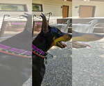 Small #4 Doberman Pinscher