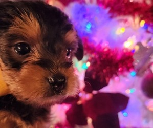 Yorkshire Terrier Puppy for sale in ORLEANS, IN, USA
