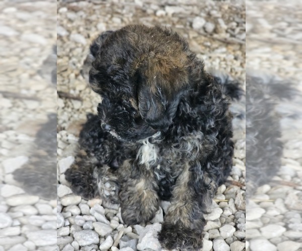 Medium Photo #2 Aussie-Poo-Aussiedoodle Mix Puppy For Sale in TAYLOR, TX, USA