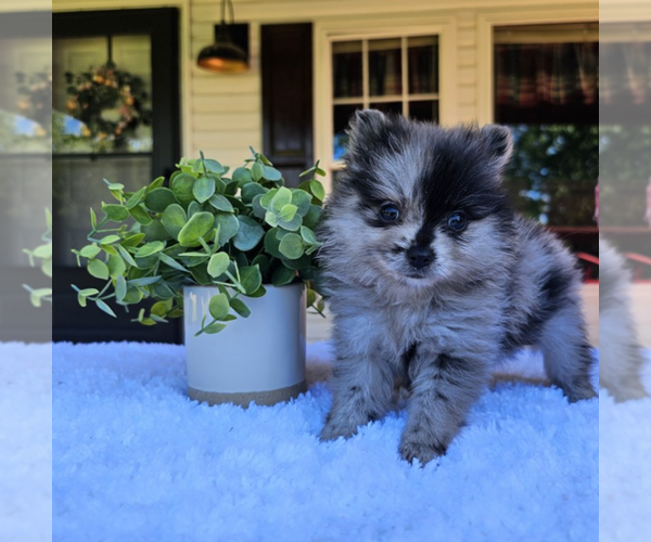 Medium Photo #21 Pomeranian Puppy For Sale in BOSTON, MA, USA