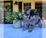 Small #20 Pomeranian
