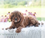 Small #3 Cavapoo (Miniature)