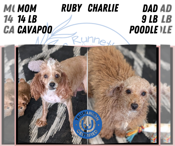 Medium Photo #9 Cavapoo (Miniature) Puppy For Sale in GOSHEN, IN, USA