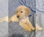 Small Photo #2 Golden Retriever Puppy For Sale in SALISBURY, NC, USA