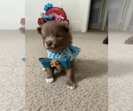 Small Photo #3 Pomeranian Puppy For Sale in OMAHA, NE, USA