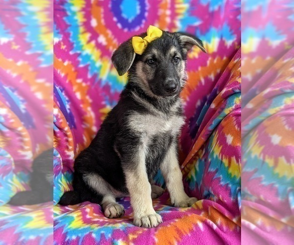 Medium Photo #1 German Shepherd Dog Puppy For Sale in OXFORD, PA, USA