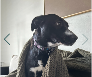 Mutt Dogs for adoption in Westminster, MD, USA