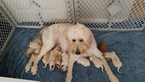Small Photo #4 Goldendoodle Puppy For Sale in DALLAS, GA, USA