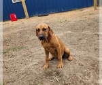 Small #10 Catahoula Leopard Dog