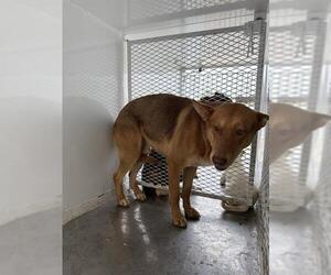 German Shepherd Dog Dogs for adoption in Bakersfield, CA, USA