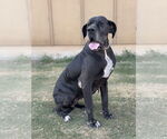 Small #3 Great Dane