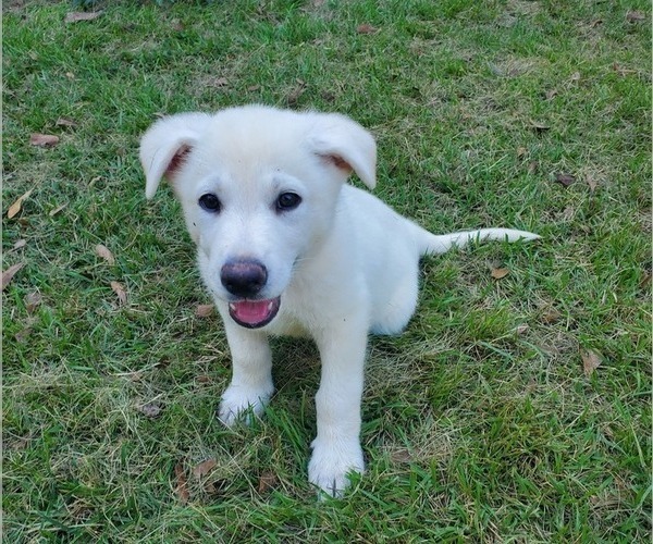 Medium Photo #1 German Shepherd Dog Puppy For Sale in WARNER ROBINS, GA, USA
