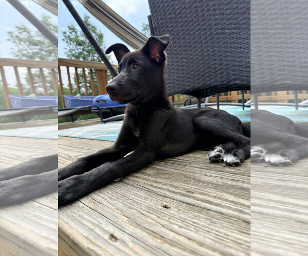 Medium Photo #4 Shepradors Puppy For Sale in La Grange , NC, USA