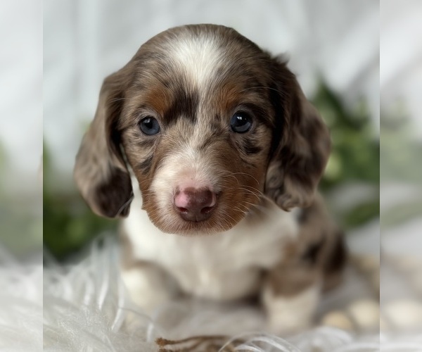 Medium Photo #13 Dachshund Puppy For Sale in ROCK STREAM, NY, USA