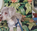 Image preview for Ad Listing. Nickname: RUSTY