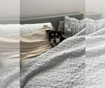 Small #1 German Shepherd Dog