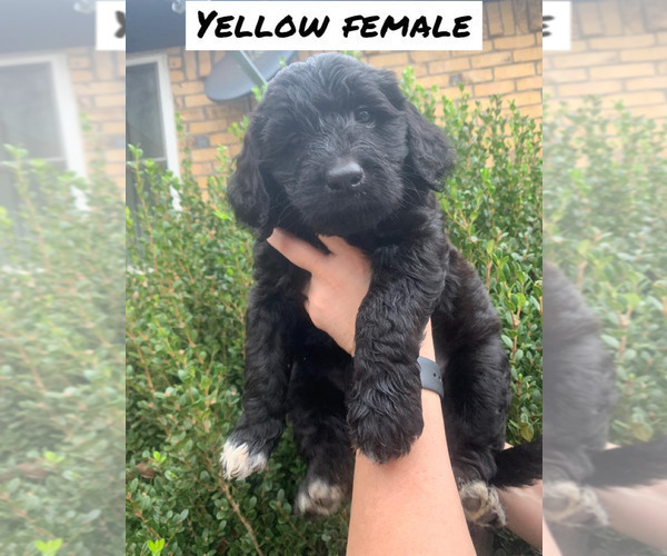 Medium Photo #12 Goldendoodle Puppy For Sale in HUGHES SPRINGS, TX, USA