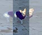 Small #1 Chihuahua Mix