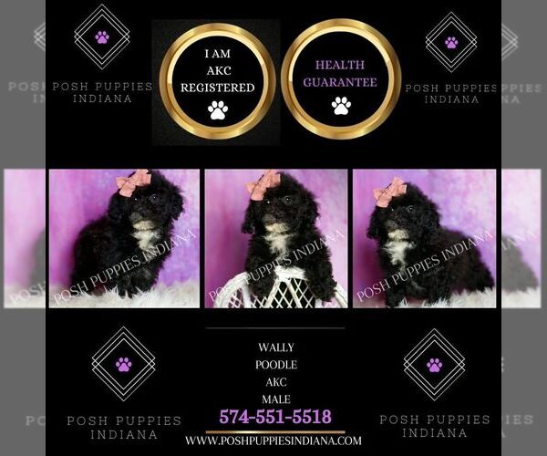 Medium Photo #74 Poodle (Toy) Puppy For Sale in WARSAW, IN, USA