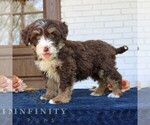 Small #2 Bernedoodle (Miniature)