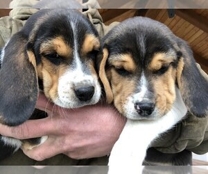 Beagle Puppy for sale in DURHAM, KS, USA