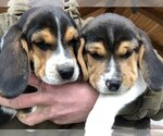 Small Photo #1 Beagle Puppy For Sale in DURHAM, KS, USA