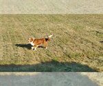 Small Photo #1 English Shepherd Puppy For Sale in ETNA GREEN, IN, USA