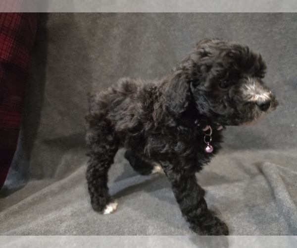 Medium Photo #25 Whoodle (Miniature) Puppy For Sale in KATY, TX, USA