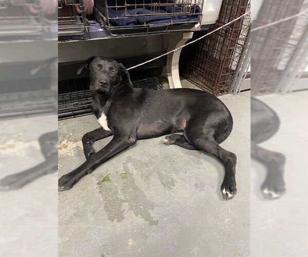 Medium Photo #1 Labrador Retriever Puppy For Sale in Stockton, CA, USA