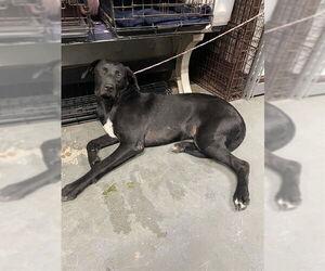 Medium Labrador Retriever