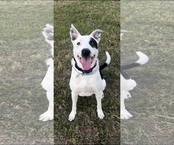 Medium Photo #1 Bull Terrier-Unknown Mix Puppy For Sale in Dallas, TX, USA