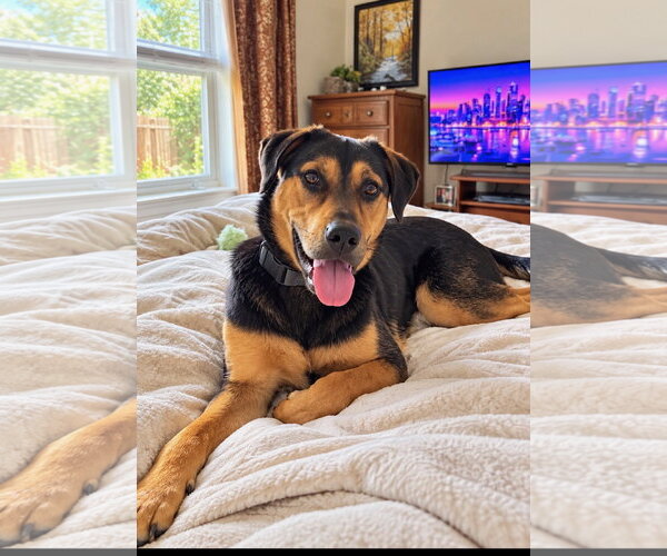Medium Photo #1 Mutt Puppy For Sale in Euless, TX, USA