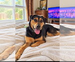 Lola - Female Mutt Dog for Adoption - Small photo