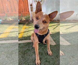 - Mix Dogs for adoption in Apple Valley, CA, USA