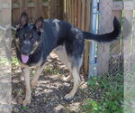Small #4 German Shepherd Dog