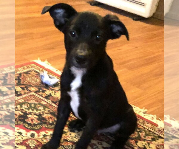 Medium Photo #1 Labrador Retriever Puppy For Sale in Yardley, PA, USA