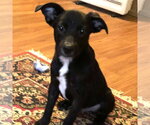 Barney - Male Labrador Retriever Dog for Adoption - Small photo