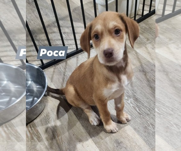 Medium Photo #3 Catahoula Leopard Dog-Unknown Mix Puppy For Sale in Marine City, MI, USA