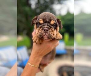 Bulldog Puppy for sale in SAINT CHARLES, IL, USA