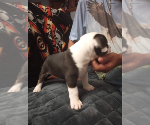 Medium Photo #4 American Bully Puppy For Sale in FRIDLEY, MN, USA