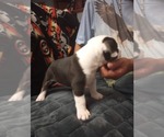 Small #3 American Bully