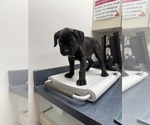 Puppy Griffin Boxer