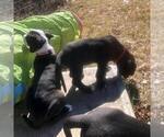 Small Photo #8 Great Dane Puppy For Sale in HOUGHTON LAKE, MI, USA