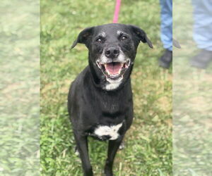 Labrador Retriever-Unknown Mix Dogs for adoption in Manahawkin, NJ, USA