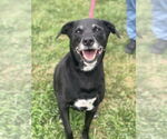 Small Labrador Retriever Mix