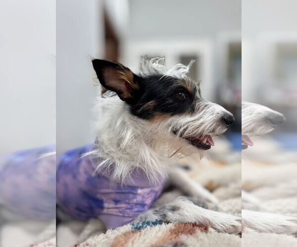 Medium Photo #5 Mutt Puppy For Sale in Germantown, OH, USA